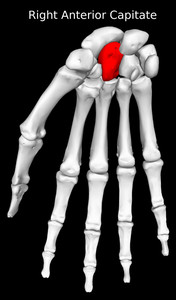 Capitate Bone