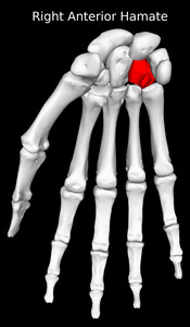 Hamate Bone
