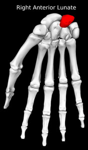 Lunate Bone