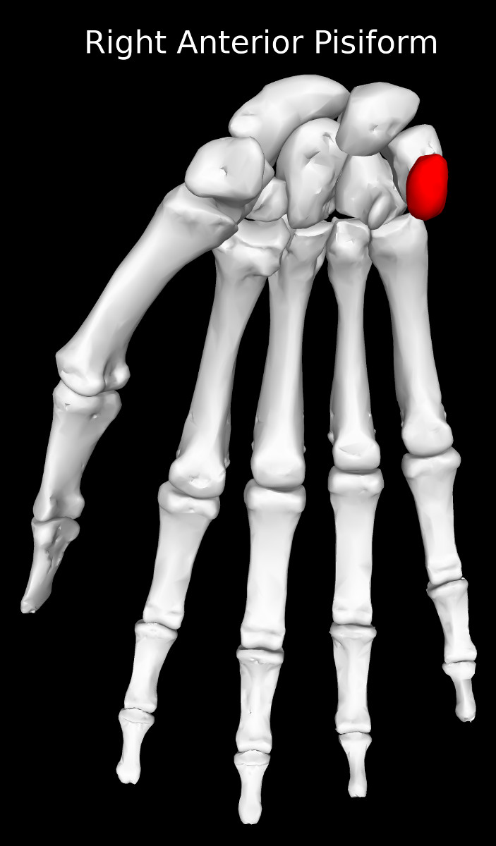 Pisiform Bone