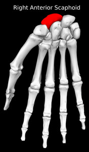 Scaphoid Bone