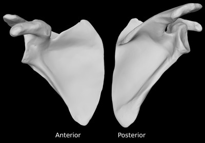 Scapula Bone