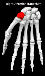 Trapezium Bone
