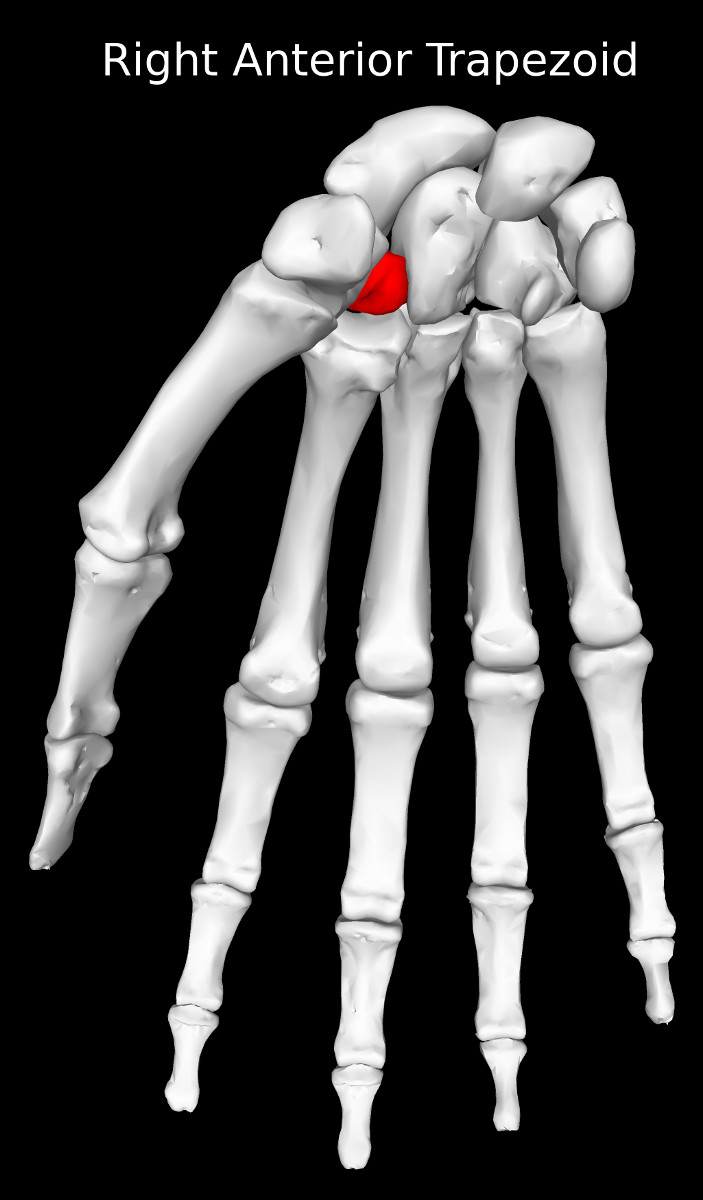Trapezoid Bone