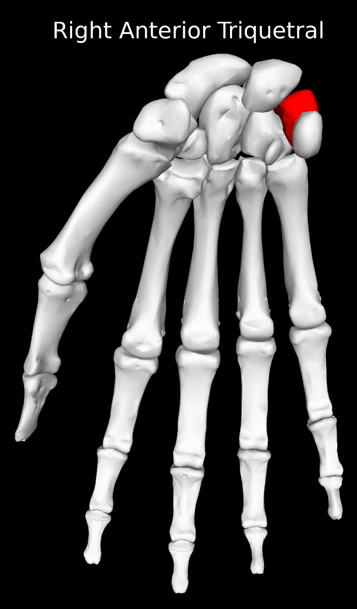 Triquetrum Bone