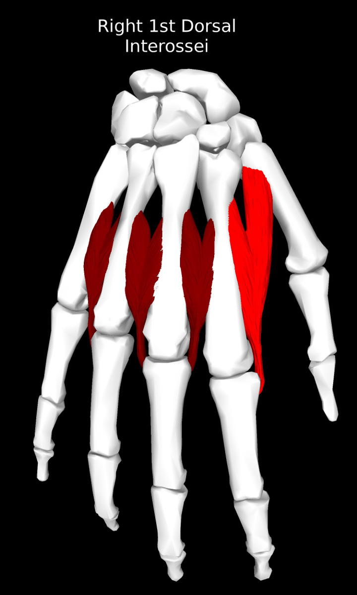 1st Dorsal Interossei of the Hand Muscle