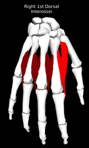 1st Dorsal Interossei of the Hand Muscle
