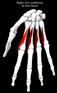 1st Lumbrical of the Hand Muscle