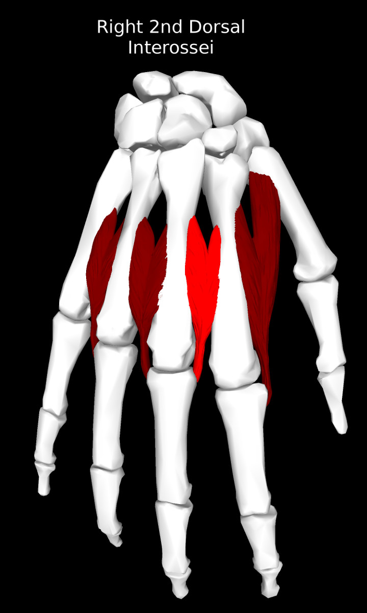 2nd Dorsal Interossei of the Hand Muscle