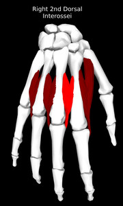 2nd Dorsal Interossei of the Hand Muscle
