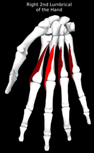 2nd Lumbrical of the Hand Muscle