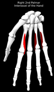 2nd Palmar Interossei of the Hand Muscle