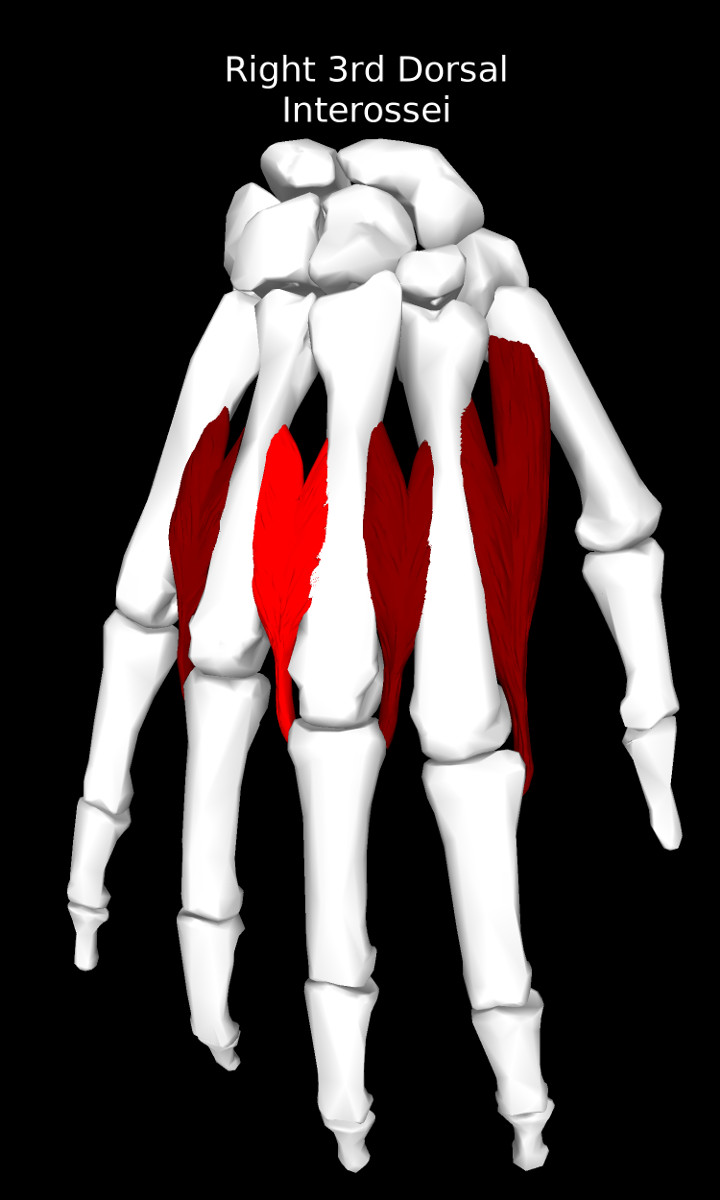 3rd Dorsal Interossei of the Hand Muscle