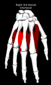 3rd Dorsal Interossei of the Hand Muscle