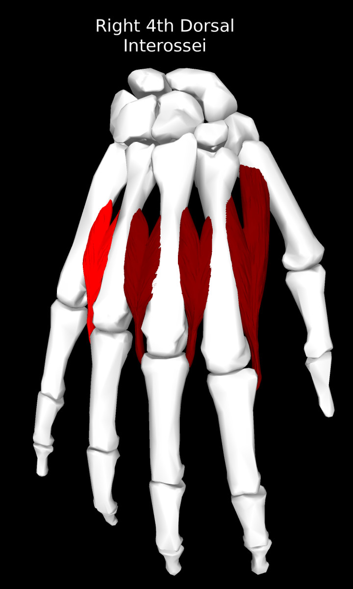 4th Dorsal Interossei of the Hand Muscle