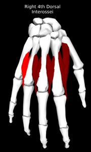 4th Dorsal Interossei of the Hand Muscle