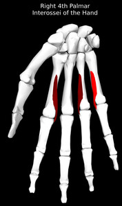 4th Palmar Interossei of the Hand Muscle