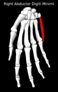 Abductor Digiti Minimi Muscle