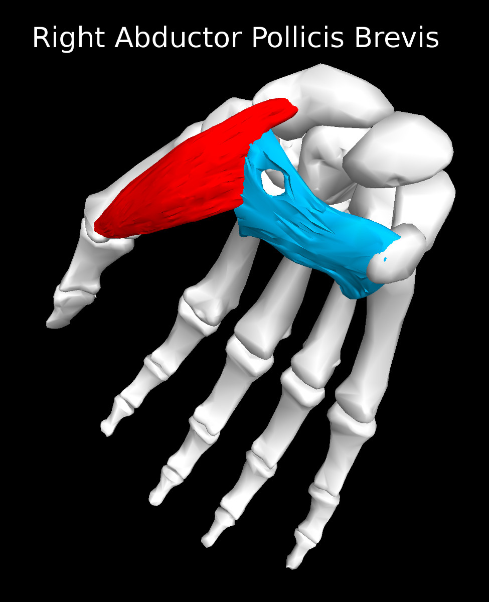 Abductor Pollicis Brevis Muscle
