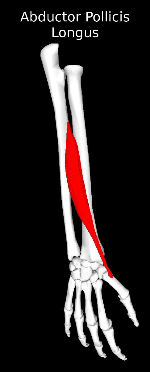 Abductor Pollicis Longus Muscle