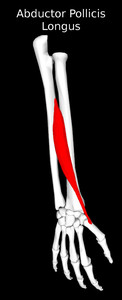 Abductor Pollicis Longus Muscle