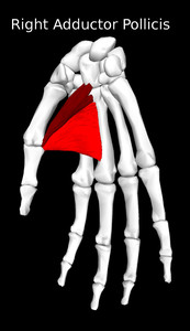 Adductor Pollicis Muscle