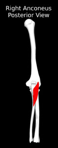 Anconeus Muscle