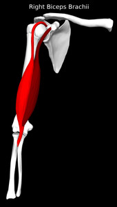 Biceps Brachii Muscle