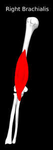 Brachialis Muscle