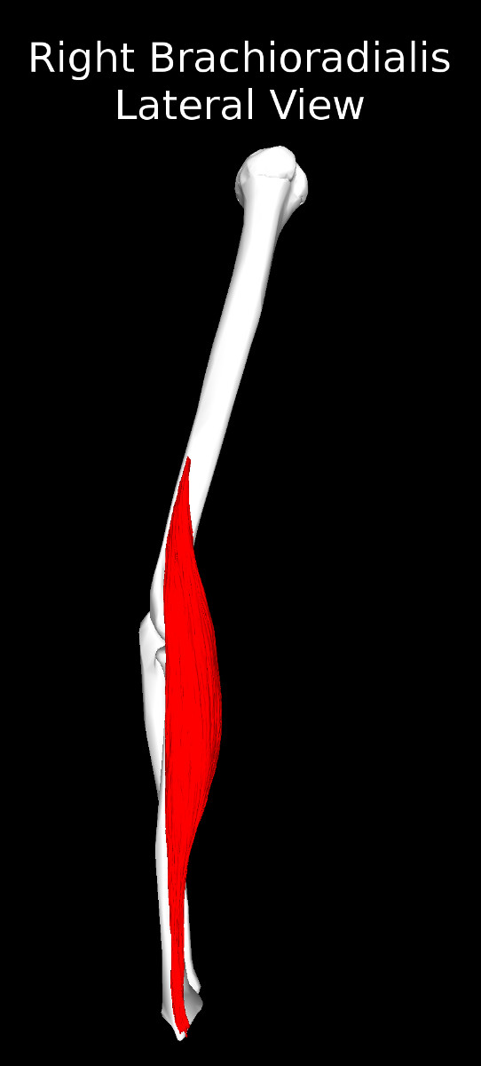 Brachioradialis Muscle