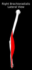 Brachioradialis Muscle