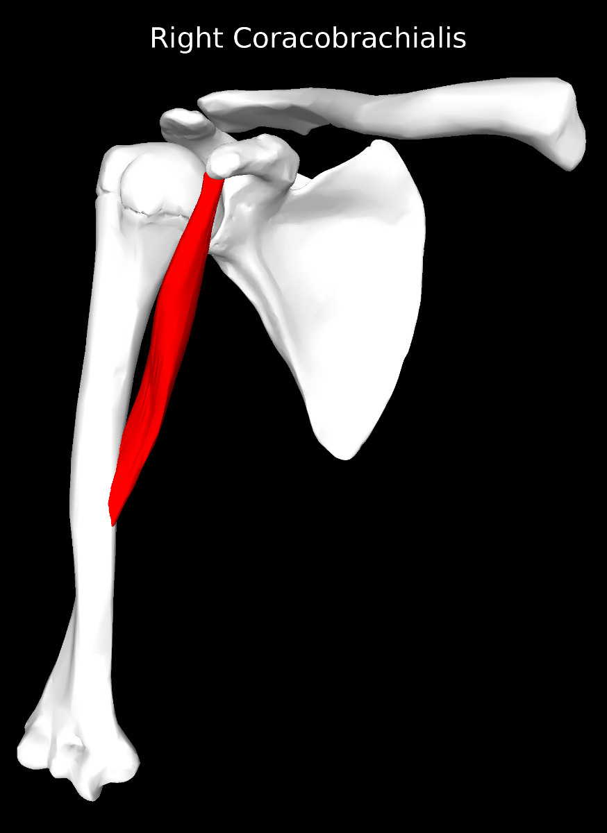 Coracobrachialis Muscle