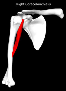 Coracobrachialis Muscle