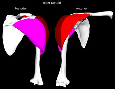 Deltoid Muscle
