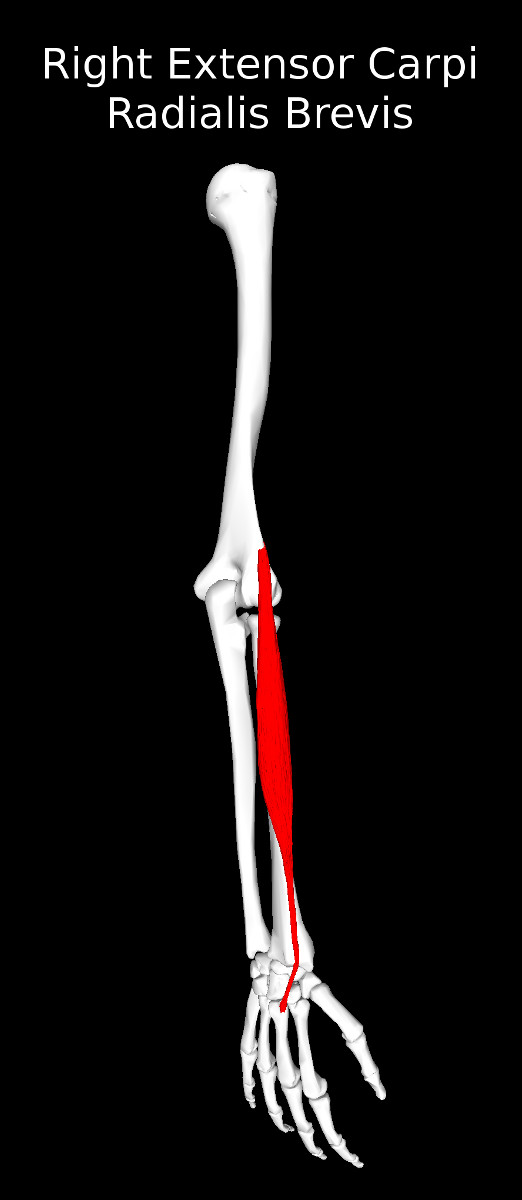 Extensor Carpi Radialis Brevis Muscle