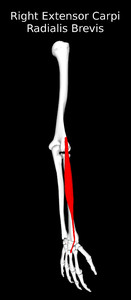Extensor Carpi Radialis Brevis Muscle