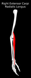 Extensor Carpi Radialis Longus Muscle