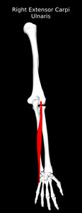 Extensor Carpi Ulnaris Muscle