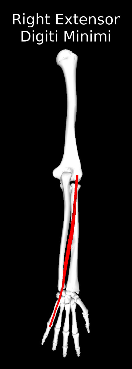 Extensor Digiti Minimi Muscle
