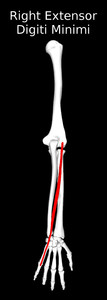 Extensor Digiti Minimi Muscle