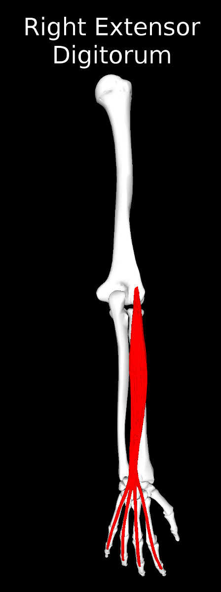 Extensor Digitorum Muscle
