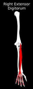 Extensor Digitorum Muscle