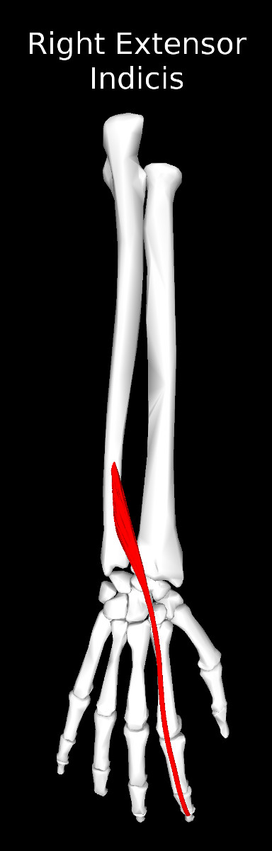 Extensor Indicis Muscle
