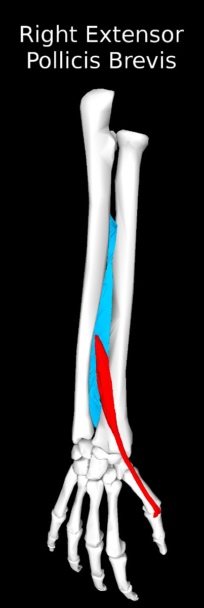 Extensor Pollicis Brevis Muscle