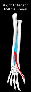 Extensor Pollicis Brevis Muscle