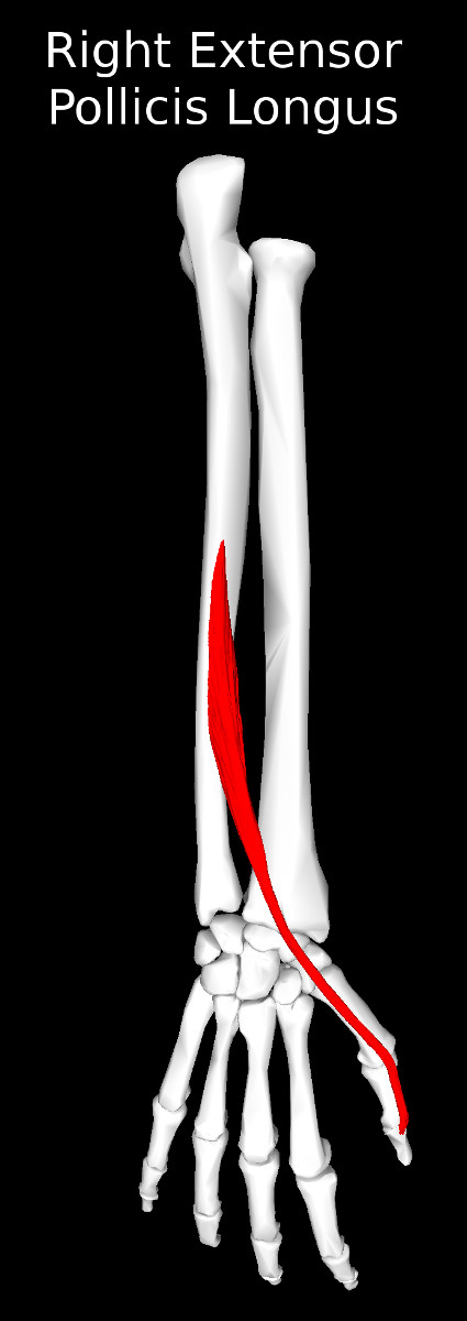 Extensor Pollicis Longus Muscle