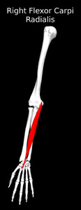 Flexor Carpi Radialis Muscle