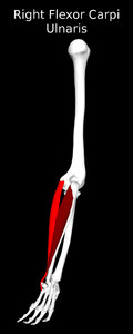 Flexor Carpi Ulnaris Muscle