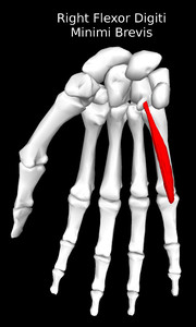 Flexor Digiti Minimi Brevis Muscle