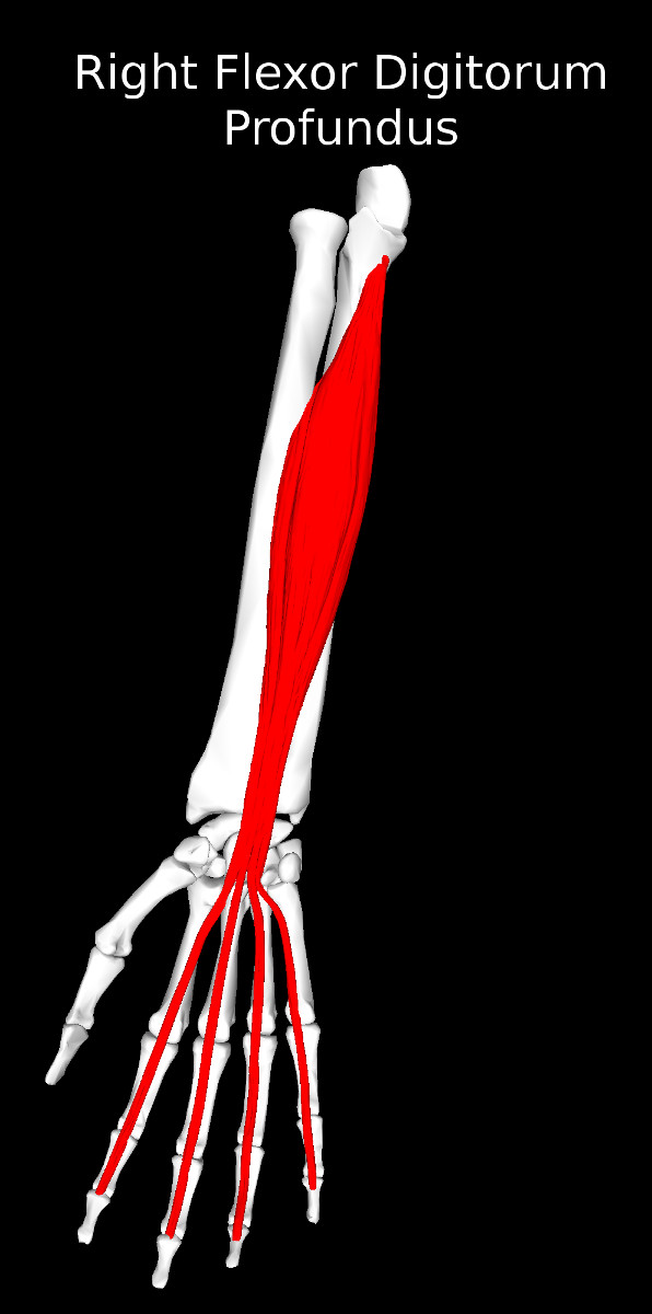 Flexor Digitorum Profundus Muscle
